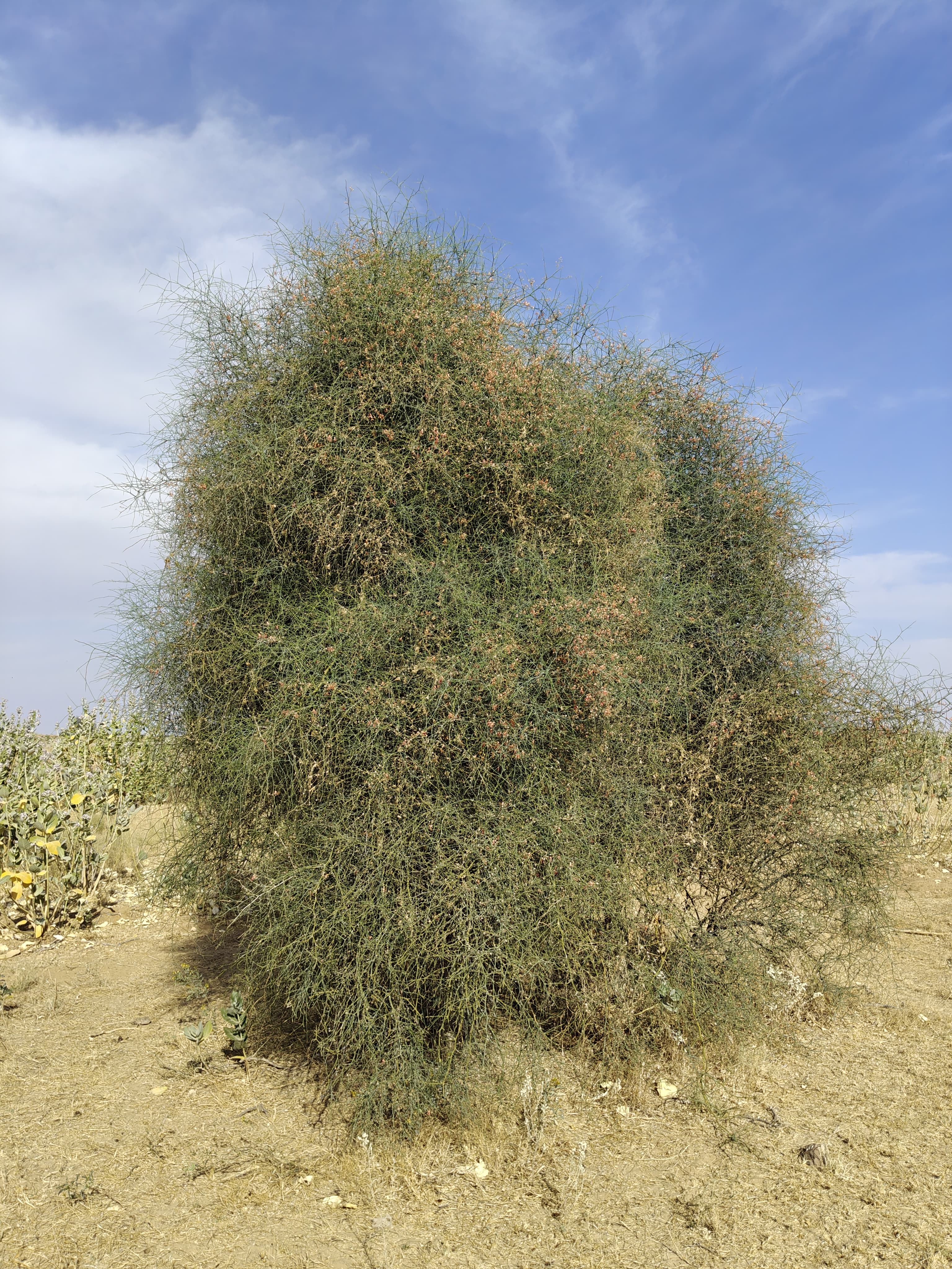 Compensatory Afforestation